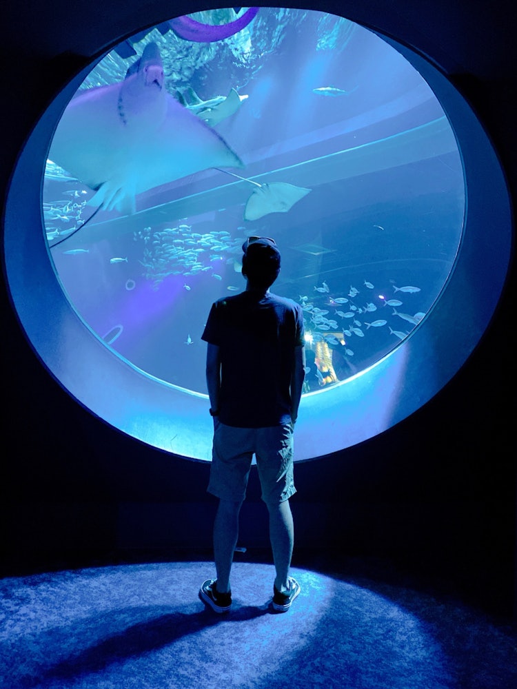 [画像1]沖縄県の新施設、DMMかりゆし水族館です。丸い窓から魚たちの様子が見えます。撮影機材 iPhone編集ソフト Lightroom