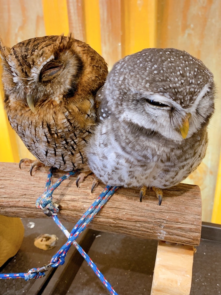 [Image1]Owl Cafe. Today, I feel that it is important to have an attitude of being close to each other becaus