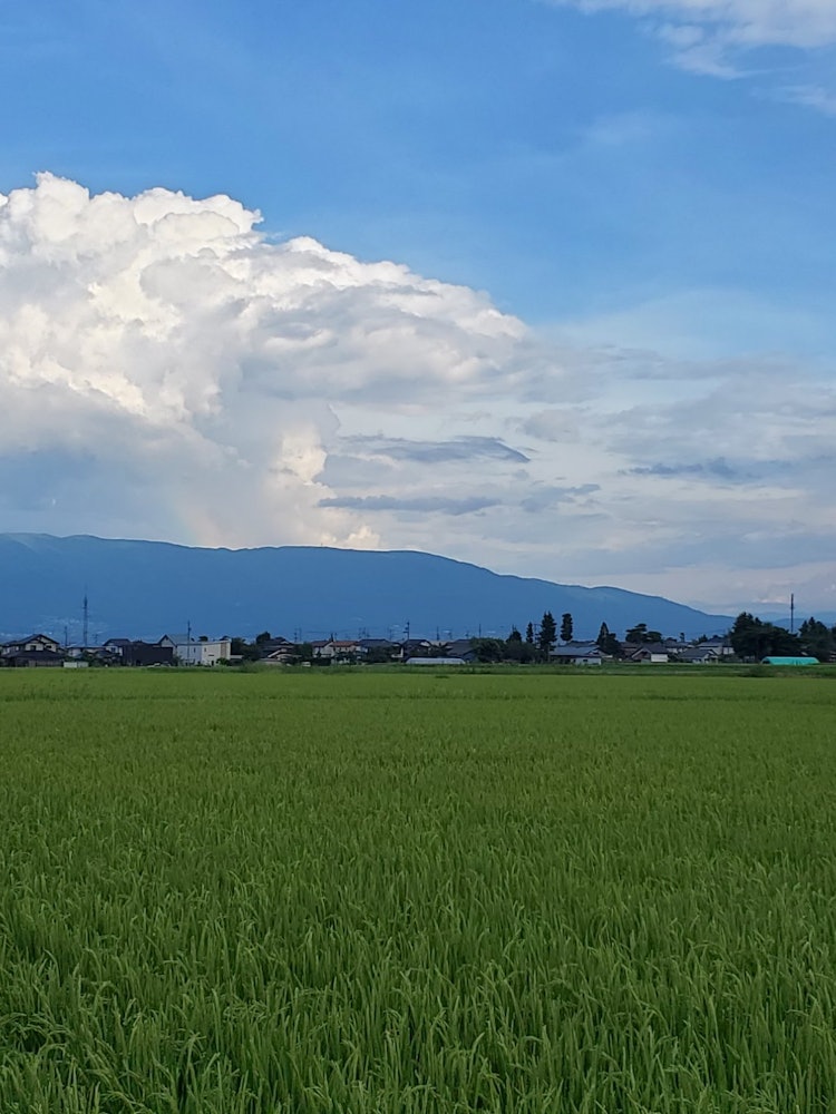 [Image1]#Summer #Rainbow #Iridouun #Paddy field #Rice field #Rice field #Northern AlpsIrido clouds, rice pad