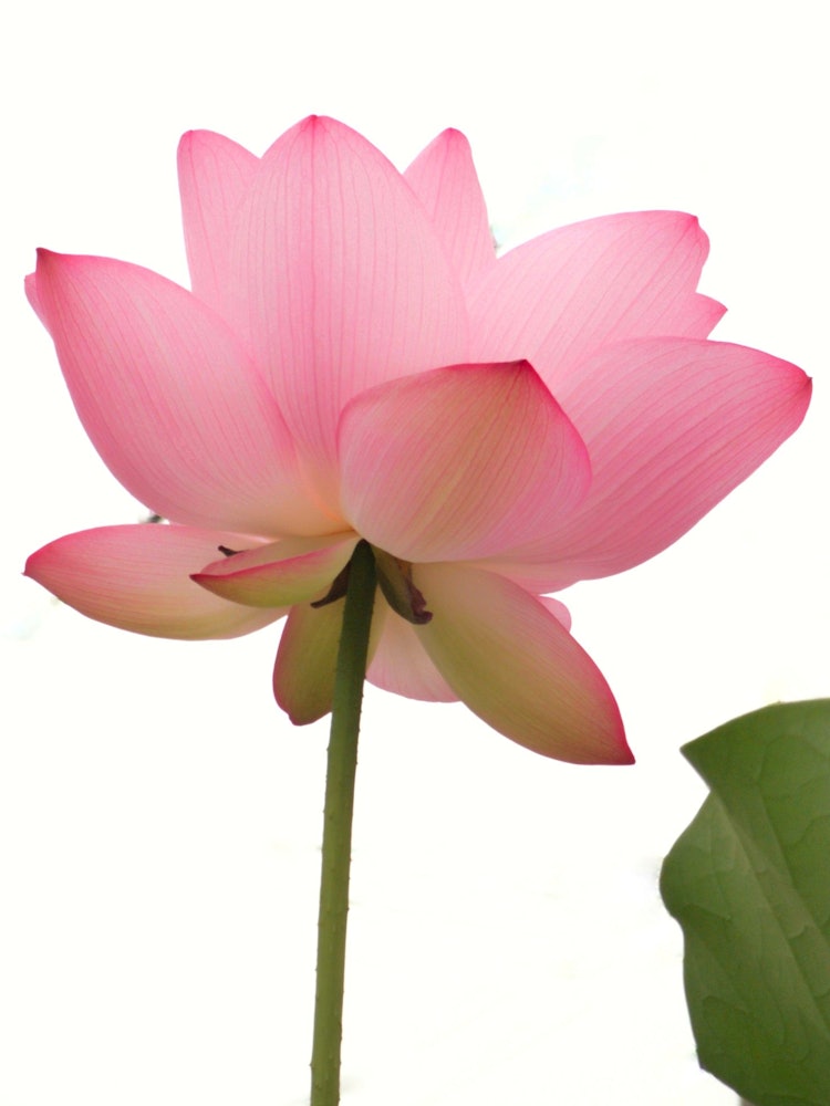 [Image1]In neighboring temples, lotuses are planted in large pots.In summer, large flowers bloom.The lotus p