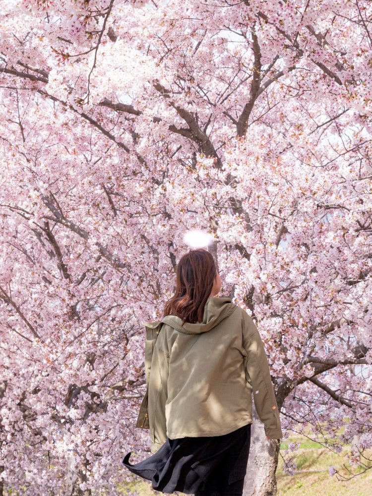 [이미지1]효고현 이나미쵸 운카와의 벚꽃 가로수 이 날은 엄마와 데이트😌를 하고 산책하는 것이 즐거웠습니다