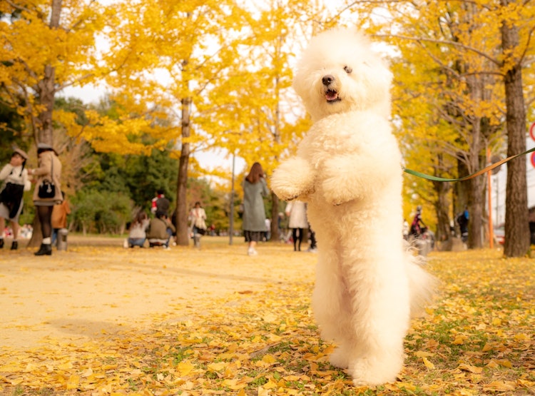 [Image1]This photo was taken at the Learning Forest in Kakamigahara City.My dog is ♪ surprised at how beauti