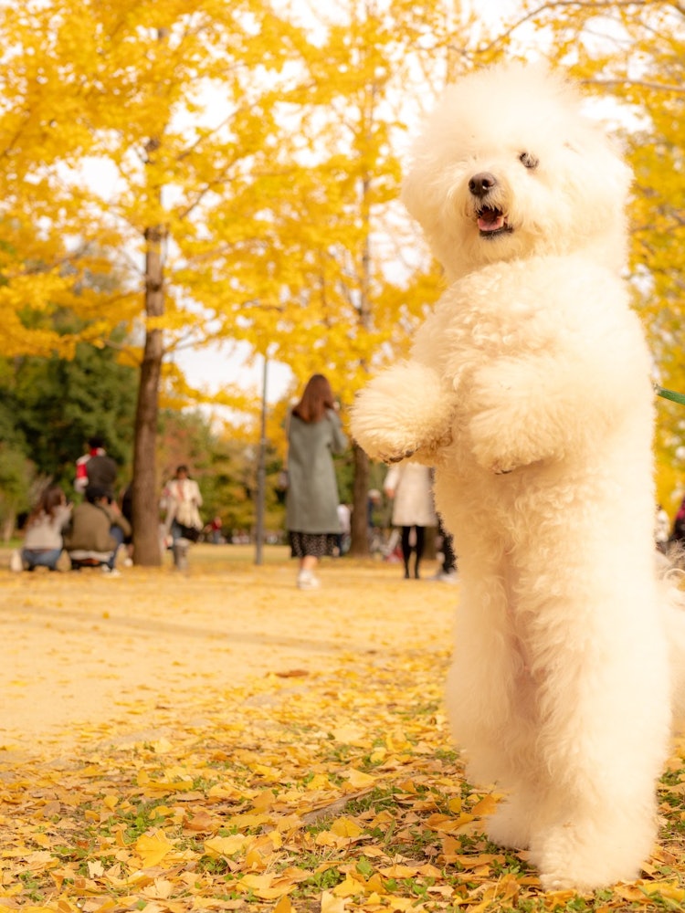 [Image1]This photo was taken at the Learning Forest in Kakamigahara City.My dog is ♪ surprised at how beauti
