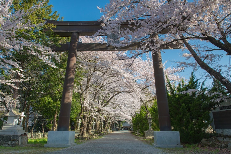 [相片1]春天来了鸟居和樱花山梨县富士河口湖町富士浅间神社