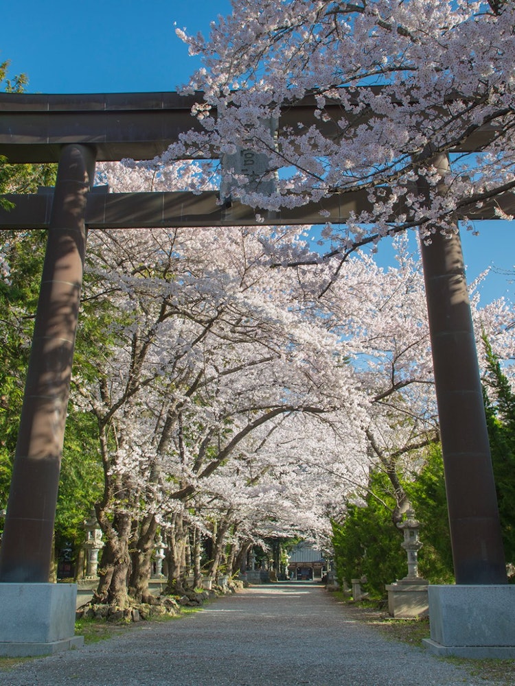 [Image1]Spring has comeTorii gate and cherry blossomsFuji Sengen Shrine, Fujikawaguchiko Town, Yamanashi Pre
