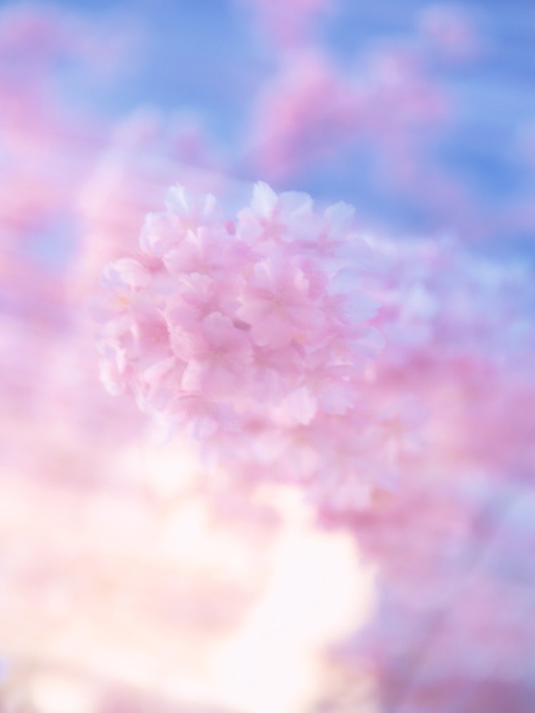 [이미지1]차가운 바람에 흩날리는 가와즈 벚꽃
