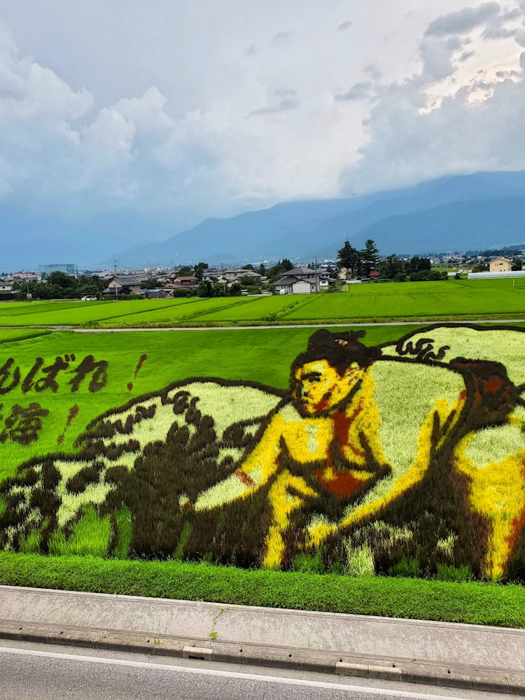 [Image1]Ontake Sea rice field art in the rice fields of Azumino