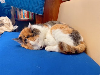 [이미지2][영어/일본어]니시하치오지역에서 도보 1분 거리에 간판 고양이가 있는 오니기리 가게가 문을 열었다고 들었기 때문에 거기에 다녀왔습니다. 가게 이름은 「OLEALL☆」. 무첨가 주먹