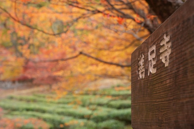 [画像1]琵琶湖東の鶏足寺紅葉の絨毯で有名なお寺。 海外からも沢山の人が訪れてました！