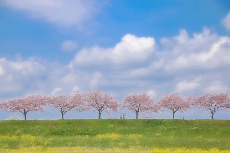 [相片1]一排排櫻花樹🌸🌸在當地隱藏的寶石中