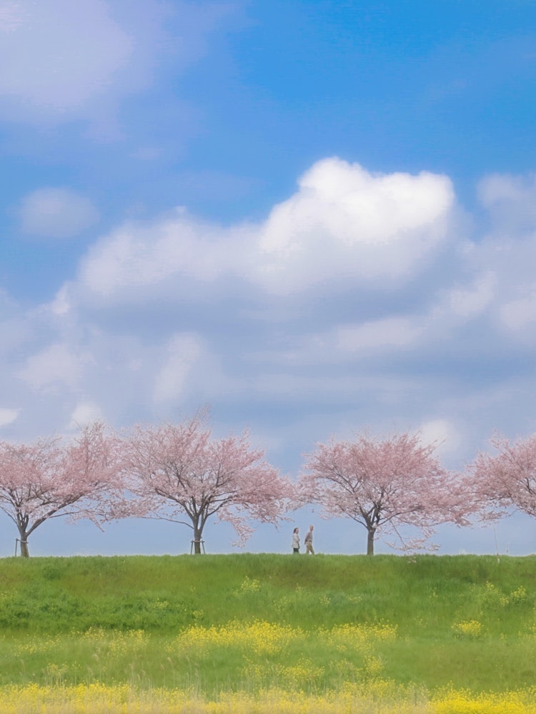 [相片1]一排排樱花树🌸🌸在当地隐藏的宝石中