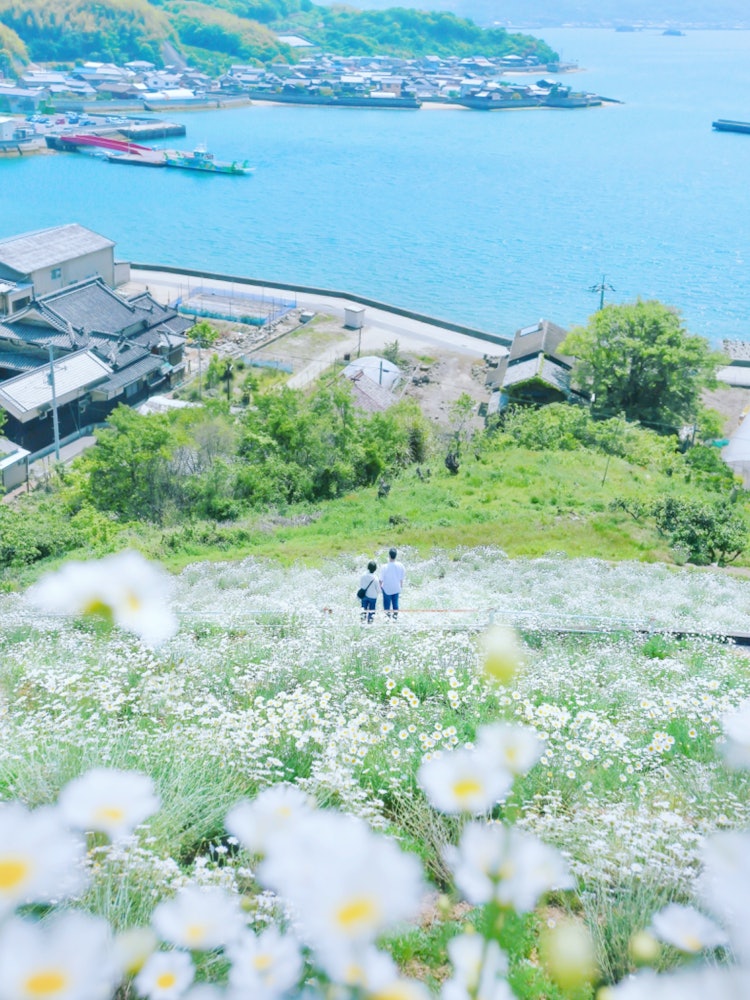 [이미지1]히로시마 오노미치시 인노시마 마가미 제충국밭(히로시마의 추천 명소)#마가미 제충국👈@ononavi_japan 세토 내해에 둘러싸인 이노시마 섬의 제충국의 한 조각 📸기분 좋은 바닷