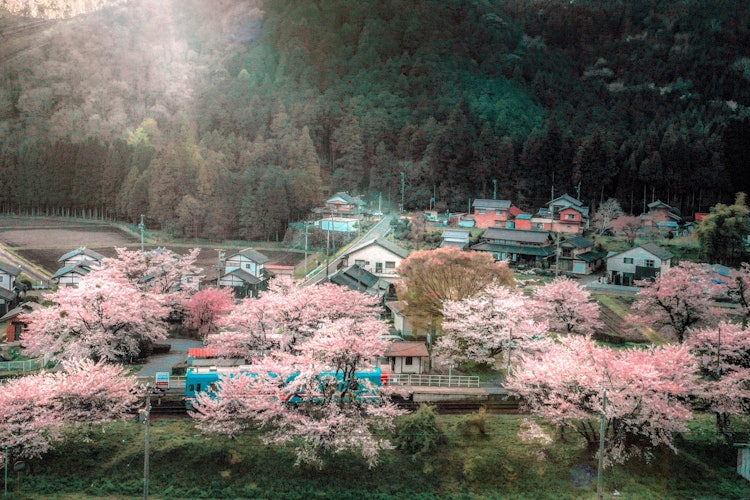 [Image1]Blue train covered in cherry blossomsGifu Ibigawa Tanigumiguchi Station