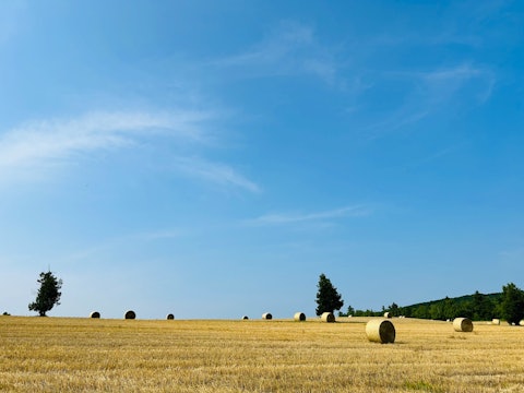 [画像1]小麦の収穫が始まり、畑のあちこちで麦稈ロールが見られるようになりました。このコロコロは牛さんのベッドになりますよ！北海道十勝らしい風景が広がっています。※農家さんの大切な畑です。 中に立ち入らないよう