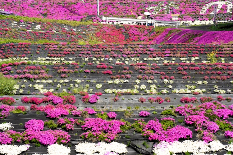 [相片1]这是一种美丽的芝樱，从4月到5月在山口县顺南市的大通地区开花。在梯田里种植的10万多棵芝樱树由当地人维护，每年都有许多人前来参观，在五颜六色的芝樱中散步。