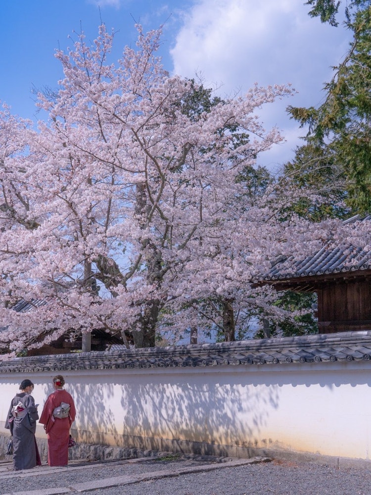 [이미지1]교토 난젠지 사원올해 벚꽃의 끝입니다나는 봄을 확실히 느꼈다