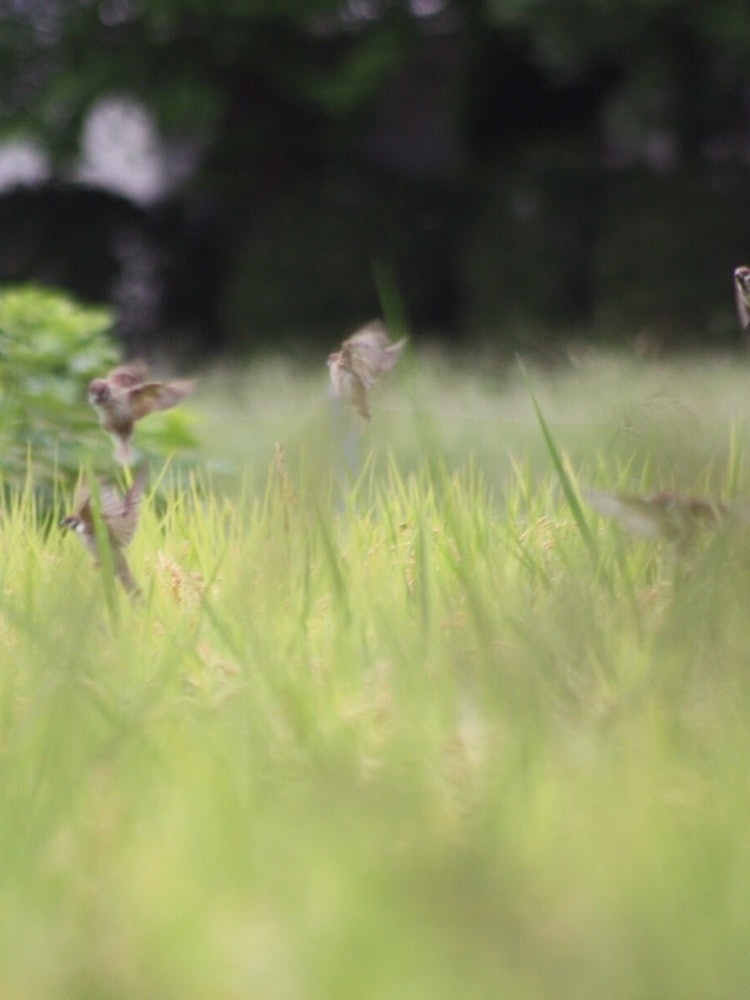 [이미지1]일본의 가을 풍경참새가 쌀 이삭에서 놀고 있었다