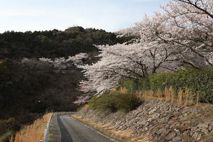 [画像1]山口県下関市菊川  歌野川ダム千本桜が谷に吹雪く１枚。
