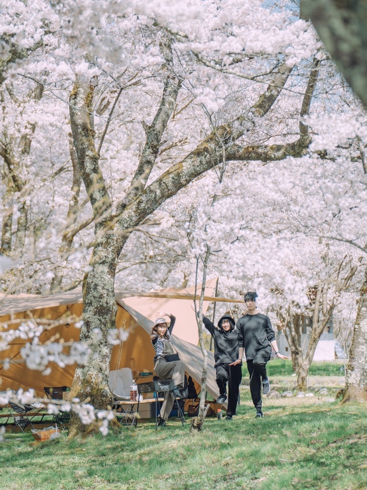 [이미지1]도야마 현의 Kamiwada Ryokuchi 캠프장. 매년 벚꽃 시즌이 기대되고, 늦겨울부터 개화 예보를 바라보고 있습니다.