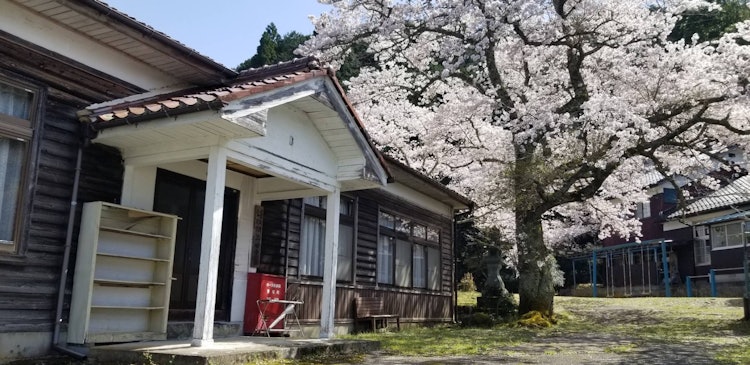 [相片1]它是兵库县丹波市的社区中心和樱花。 老式的木制建筑与令人惊叹的樱花相得益彰。