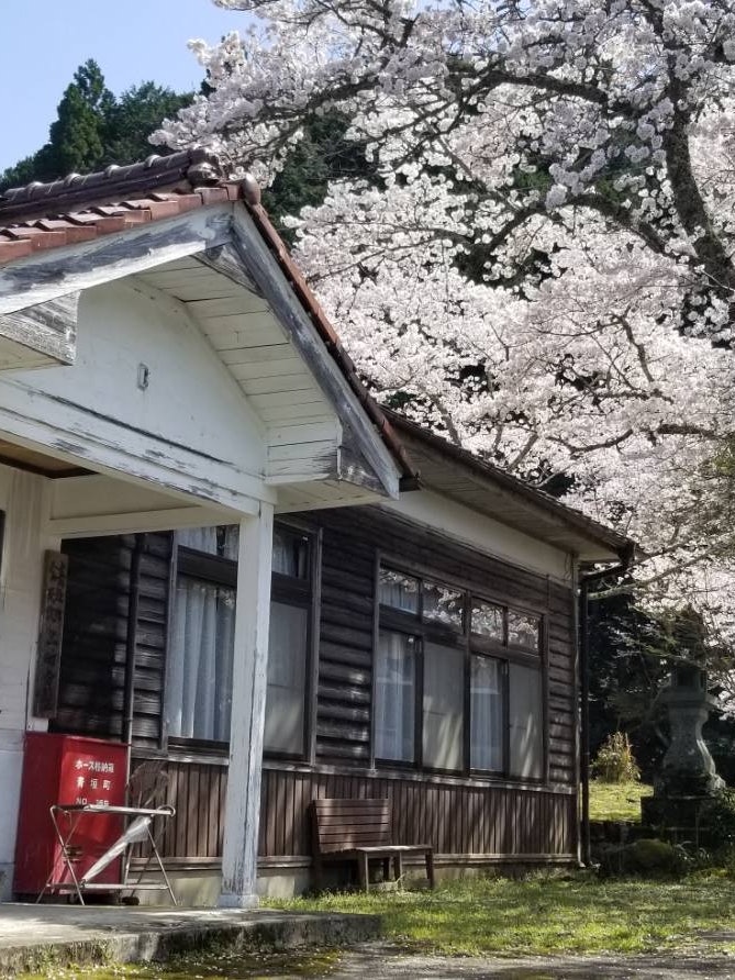 [Image1]It is a community center and cherry blossoms in Tamba City, Hyogo Prefecture. The old-fashioned wood