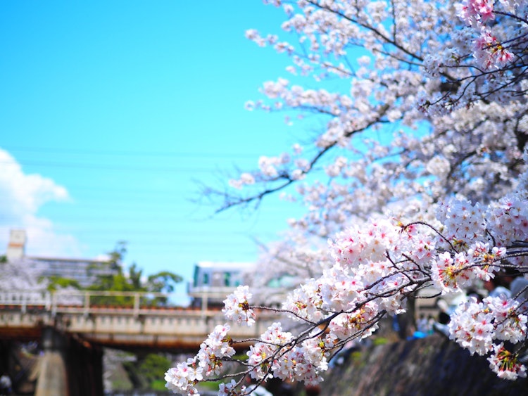 [이미지1]효고현 니시노미야시 스쿠가와 공원에서 찍은 벚꽃 사진입니다.장소에 관계없이 개인적으로 벚꽃 풍경은 일본이 세계에서 자랑스러워 할 수있는 봄 풍경이라고 생각합니다.벚꽃은 이미 떨어졌