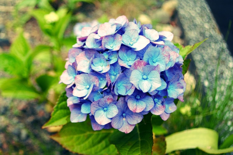 [相片1]六月花繡球花當我去我妻子的父母家時，它開得很漂亮，所以我給它拍了一張照片。自從我開始攝影以來，我就喜歡上了雨。櫻花、繡球花、向日葵、在日本，很少有能讓你感受到季節的鮮花。