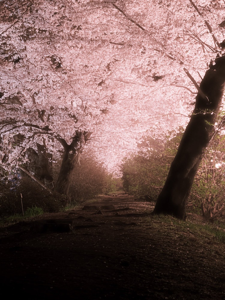 [画像1]日本の春といったら「桜」が代表的だと思います。いつぞかに桜の木を植えてくれた人のおかげで、高崎の街中でもキレイな夜桜が撮れました。