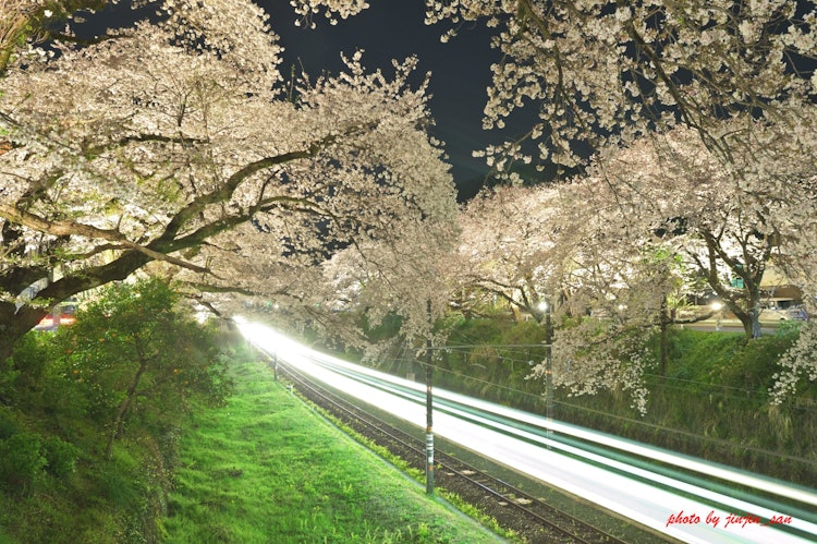 [Image1]Photographing the light trail of the Romance car speeding through the cherry blossom trees at Yamaki