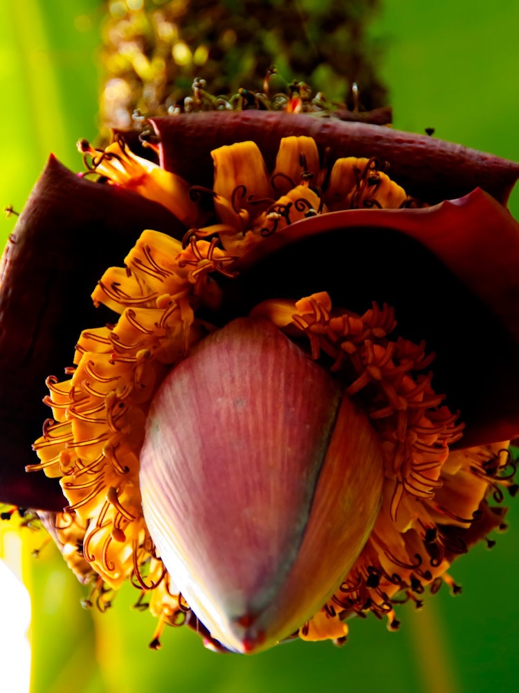 [Image1]Banana blossoms