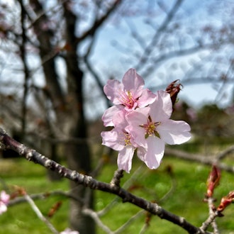 [相片2]🌸 到达松前町的樱花前线 🌸今天，2024年4月16日（令和6日），在松前市政厅商贸观光部上午11点，我们宣布了染井吉野的开花，这是一棵降落在北海道樱花前线的标准树。今年，它🌸比往年早了11天，比去年