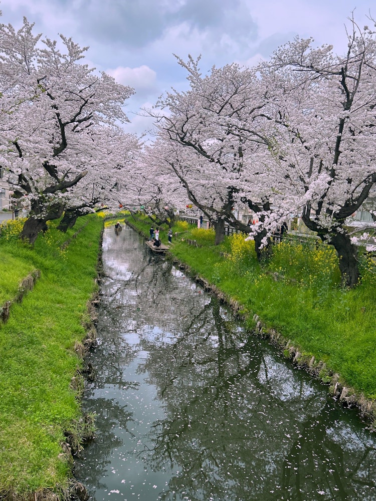 [Image1]Photographed 4/8/24.Behind the Kawagoe Hikawa Shrine, it is the honorary cherry blossom of the Shing
