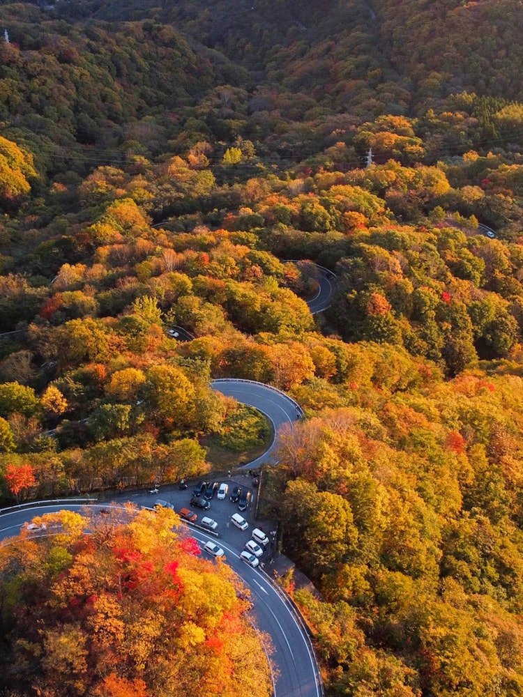 [相片1]“阿卡罗哈斜坡”当早晨的阳光照射到时，我从天空中剪下了伊吕波斜坡的秋叶。鲜红燃烧的树木很美。