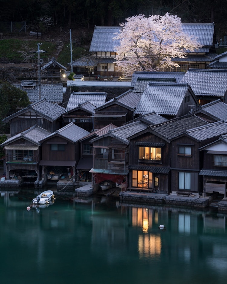 [画像1]京都府与謝郡伊根町、海蔵寺の桜。舟屋を見守る様に咲き、夜にはライトアップされます。