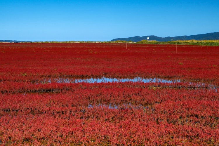 [画像1]秋晴れの青空とサンゴ草水溜りに空色の映り込みもありとても綺麗でした♪撮影場所 能取湖サンゴ草群落地撮影日 2021.9.20