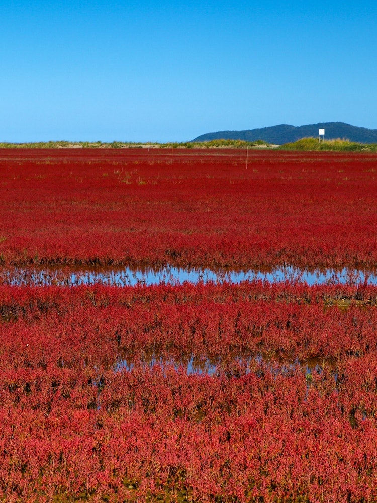 [Image1]Autumn sunny blue sky and coral grassThere is also a reflection of sky blue in the puddleIt was ♪ ve
