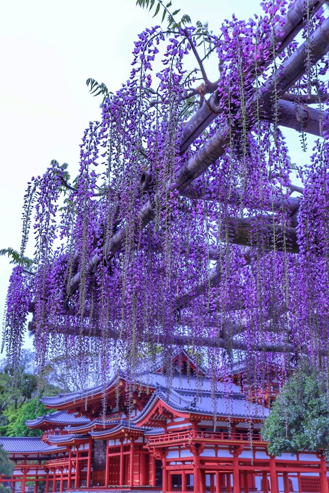 [相片1]平等院和紫藤花 🟣这也是一个绝妙的😍景色🗓️2024.4.20📷佳能 R10🏞️京都