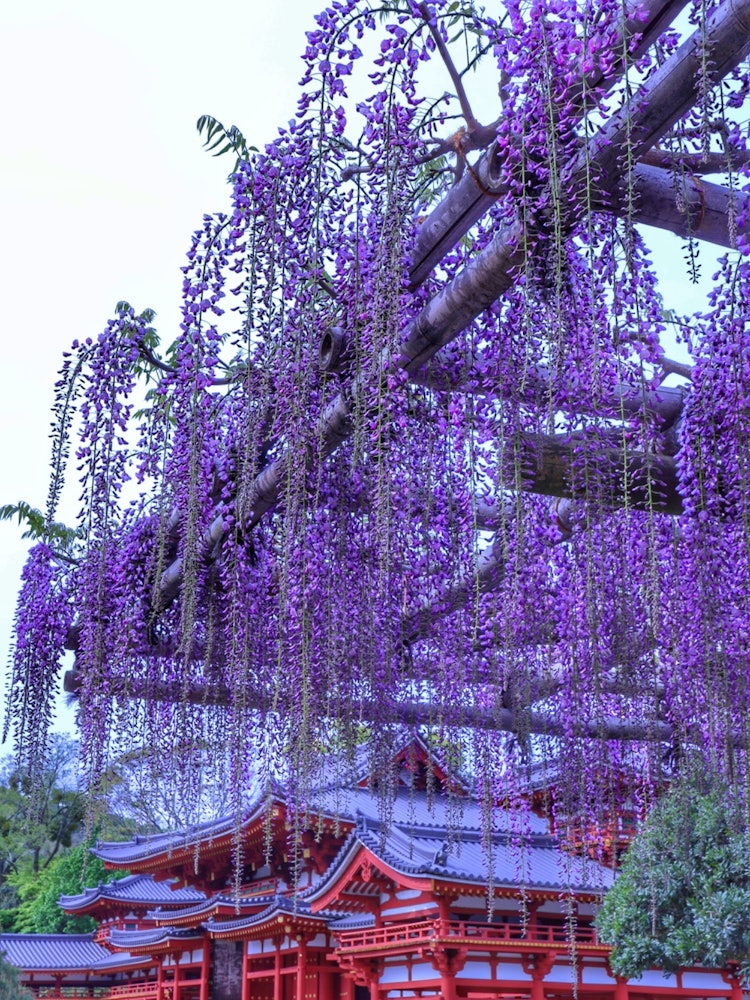 [画像1]平等院と藤の花🟣これまた絶景です😍🗓️2024.4.20📷Canon R10🏞️京都