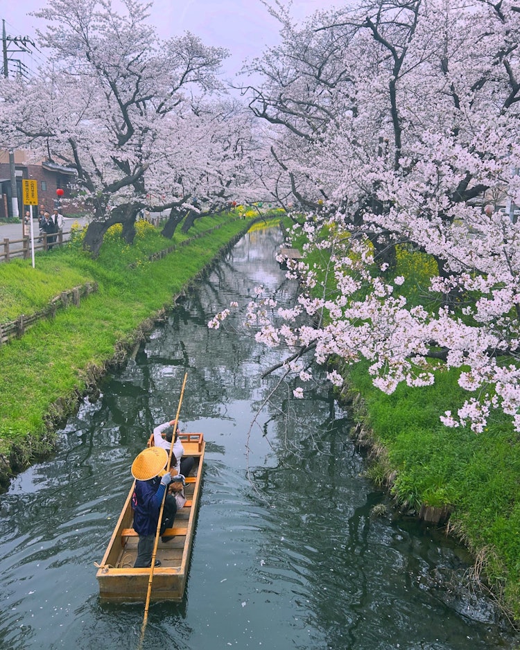 [이미지1]24년 4월 6일 촬영.가와고에 히카와 신사 뒤편에 있는 신가시 강의 벚꽃이 만개했습니다.