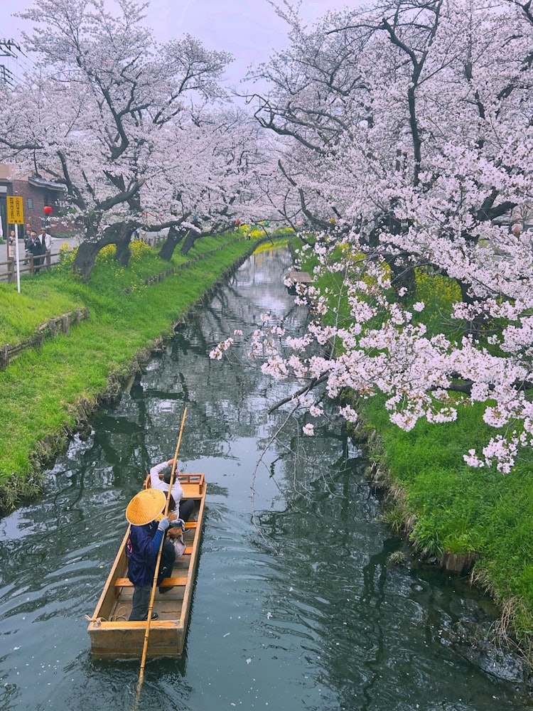 [画像1]24年4月6日撮影。川越氷川神社裏の新河岸川の桜が満開でした。