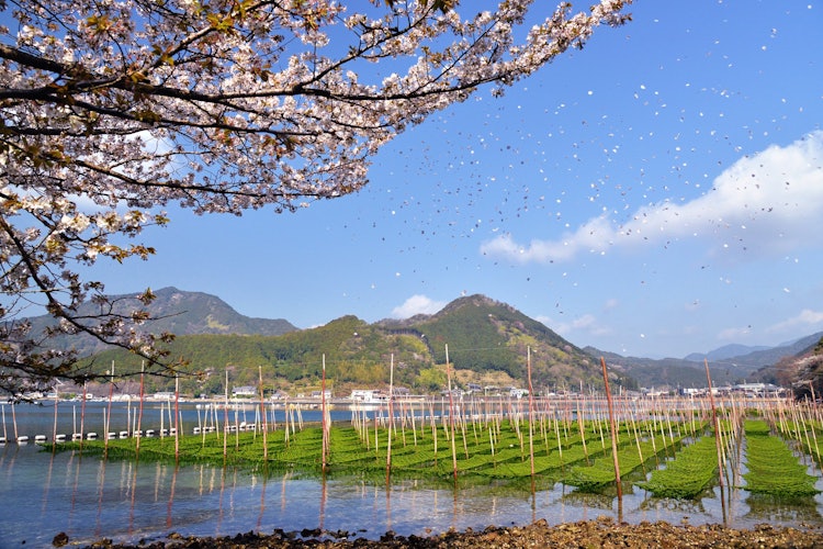 [相片1]现在是三重县Kihoku町Yaguchiura的春天。 在前一年的9月左右播种，蓝色的sanori长势良好，很快就会收获。 似乎芬芳的Yaguchiura的Ao Sanori不仅运往关西，还运往名古屋