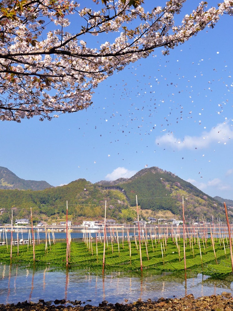 [画像1]三重県紀北町矢口浦の春です。 前年の９月頃に種付けされたアオサノリは順調に生育し、まもなく収穫されます。 香りの良い矢口浦のアオサノリは関西だけではなく、名古屋、東京方面にも出荷されているそうです。