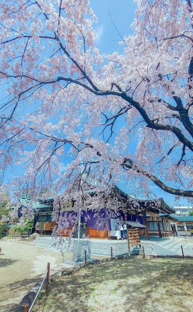 [画像1]※クリック推奨「春に訪れたい日本の観光スポット」第３弾は広島市・五日市にある「観音神社」のしだれ桜20年前に植えたひょろっとした木がこんなにも立派な木に育ったんだそう！神社をバッグに春らしい雰囲気で撮