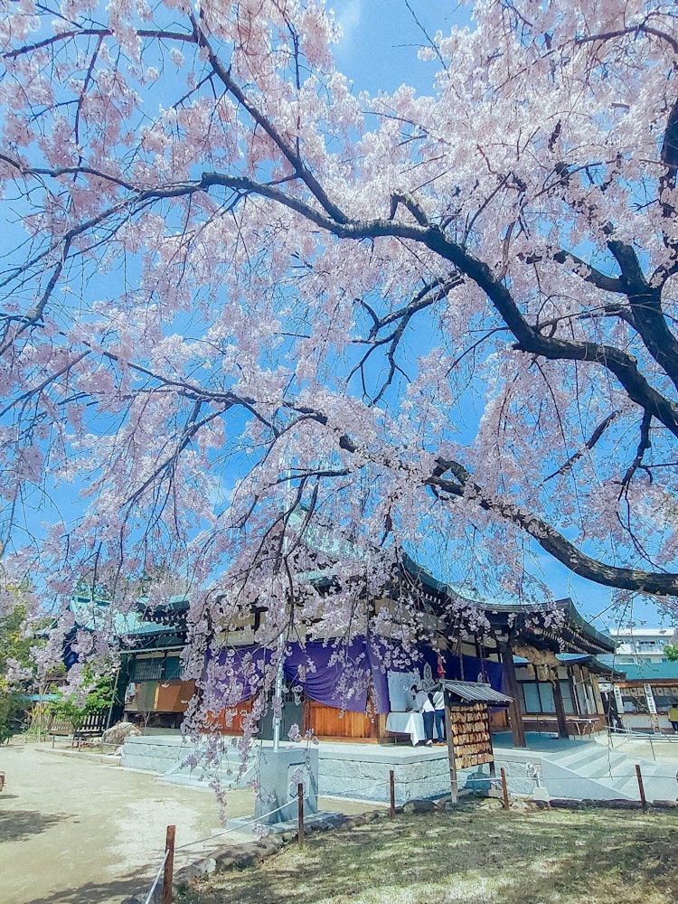 [相片1]※點擊推薦“春季日本觀光景點”的第三部分是廣島市和伊藤市的「觀音神社」的垂枝櫻花他20年前種下的那棵瘦長的樹，竟然長成了這麼壯觀的樹！我用袋子在春天般的氣氛中拍了一張神社的照片。請點擊查看 （*'▽'