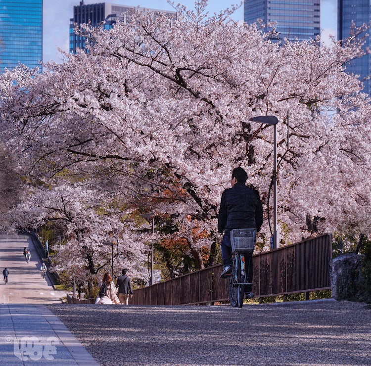 [相片1]我对日本最美好的旅行记忆是能够与家人一起体验樱花盛开的壮丽景色，这确实是一个值得一看的景象。在春季的一个安静的早晨，我们目睹了大阪早起的人如何以盛开的风景如画的樱花树冠开始新的一天。人们不能停下来，只