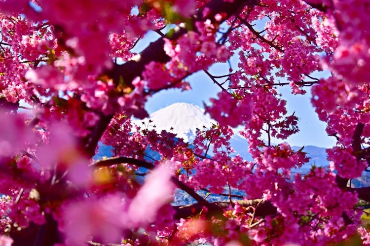 [画像1]富士山の魔術的な眺め。雪をかぶった富士山は早咲きのピンクの桜。また、冬の終わりと春の始まりも教えてくれます。写真は2月に神奈川県の松田山ハーブ園で撮影されました