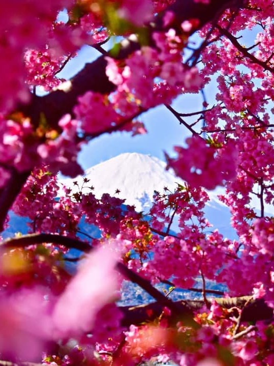 [Image1]Magestic view of mount Fuji. The snow caped mount fuji with early blooming pink cherry blossom. It a