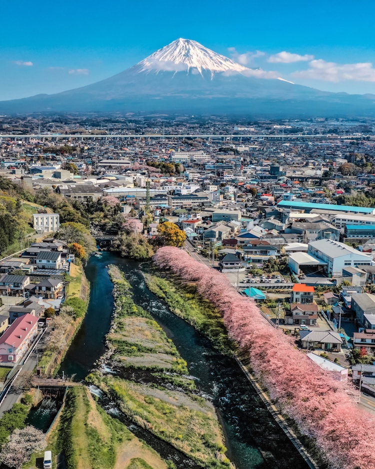 [相片1]我认为富士山和樱花是最强的。静冈县富士市纯火川