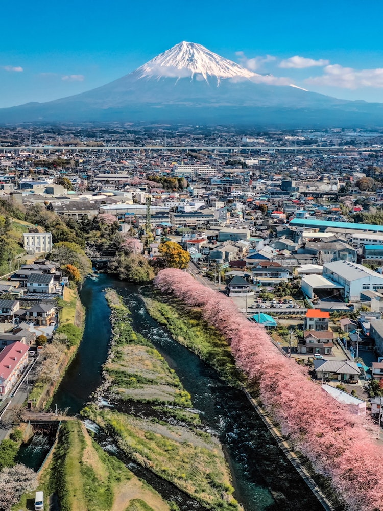 [Image1]I think Mt. Fuji and the cherry blossoms are the strongest.Shizuoka Prefecture Fuji City Junigawa