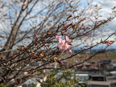[画像1]音更町内にある鈴蘭公園🌸スズランをはじめ、春には桜の名所として町民に親しまれているお花と緑が豊かな公園です。 🌳月曜日の朝、開花した桜が撮れて春気分を深く感じました〜4月下旬に向けて、満開になる予定な